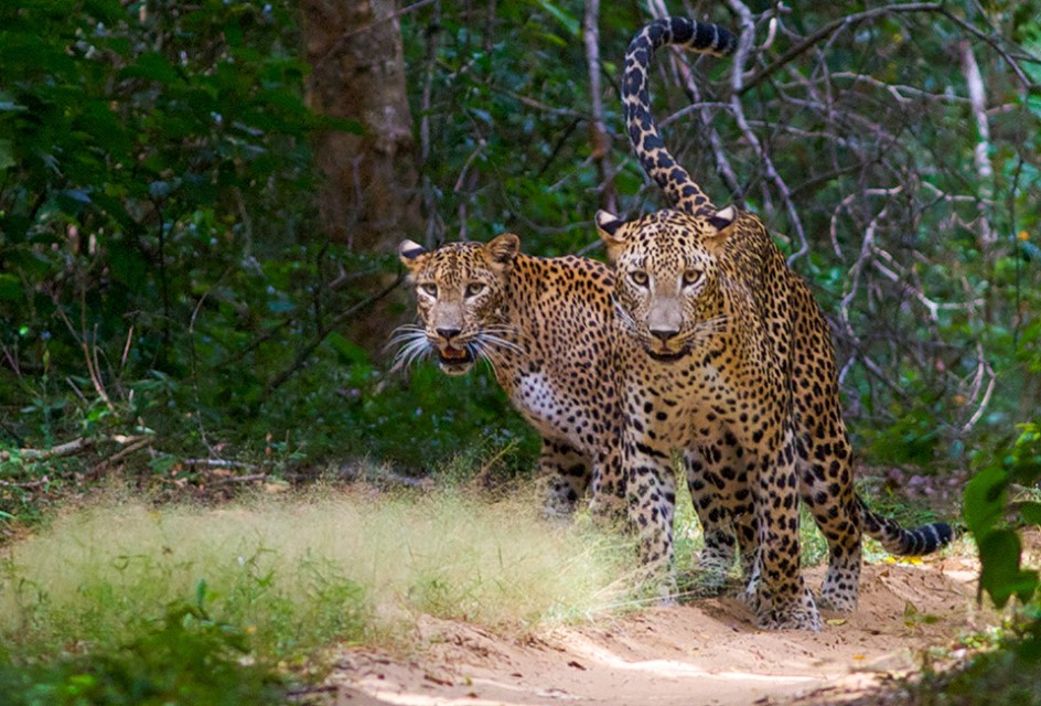 Yala National Park